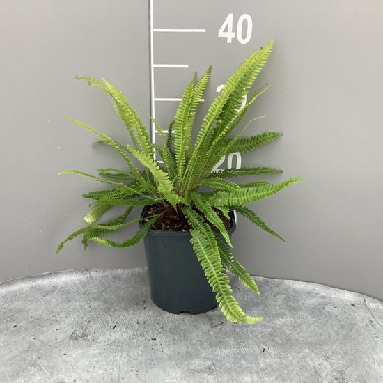 Blechnum – Spicant – Hoogte 20cm