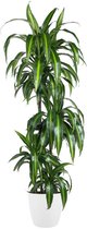 Goed & Groen - Dracaena Hawaiian (in ELHO Brussels Rond Wit) - Drakenbloedboom - XL -↨ 140cm - Potmaat 27 - Exclusieve Kwaliteit Planten - Kamer Plant - Kamerplanten - Sfeer - Interieur