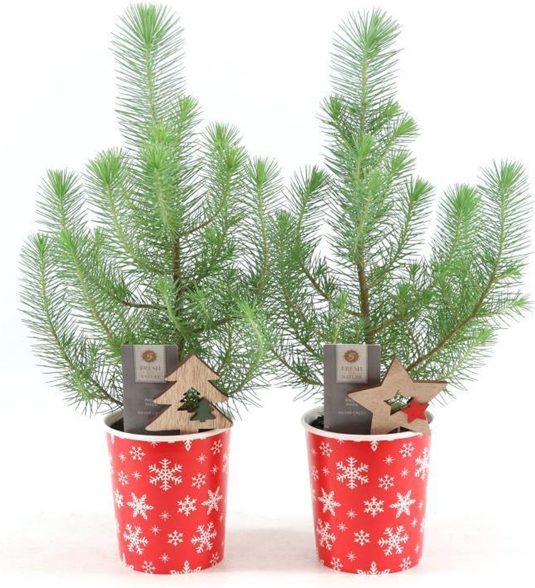 Pinus Pinea in Kerstpot (2 stuks) - Kerst - Hoogte: 35cm - Potmaat: Ø11cm - Kerstversiering - Kerst decoratie