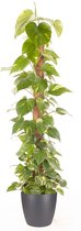 Goed & Groen - Epipremnum Pinnatum (mosstok) (in ELHO Brussels Rond Antraciet) - Scindapsus - XL -↨ 150cm - Potmaat 27 - Exclusieve Kwaliteit Planten - Kamer Plant - Kamerplanten - Sfeer - Interieur