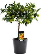 Goed & Groen - Citrus Kumquat in Roma keramiek (zwart) - ↨ 50cm - Potmaat 16 - Exclusieve Kwaliteit Planten - Kamer Plant - Kamerplanten - Sfeer - Interieur