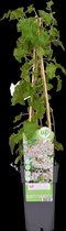 Hello Plants Fallopia Baldschuanica Bruidssluier - Ø 15 cm - Hoogte: 65 cm - Klimplant