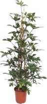 Philodendron Pedatum gaasrek - 160 cm - ø27