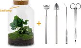 Terrarium - Milky LED Coffea - ↑ 26,5 cm - Ecosysteem plant - Kamerplanten - DIY planten terrarium - Mini ecosysteem