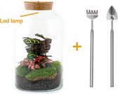 Terrarium - Milky LED calathea - ↑ 31 cm - Ecosysteem plant - Kamerplanten - DIY planten terrarium - Mini ecosysteem