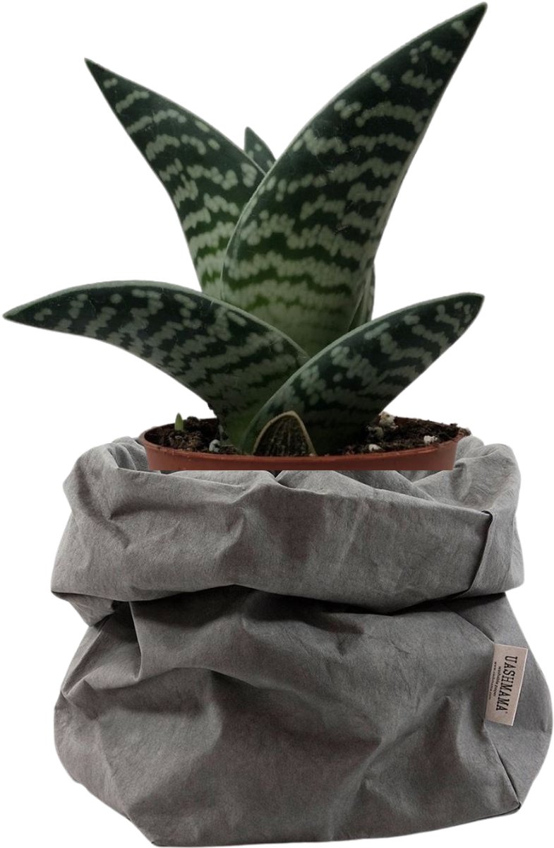 De Zaktus Aloe Variegata vetplant UASHMAMA paperbag donker grijs Maat M
