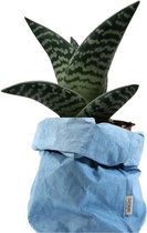 de Zaktus - Aloe Variegata - vetplant - UASHMAMA® paperbag licht blauw - Maat M