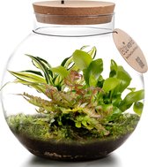 Ecosystem plant avec lampe - Ecoworld Weck Glas avec Lampe + 1 mini Bonsai Ficus Ginseng - Ø10,5 cm - Hauteur 21 cm