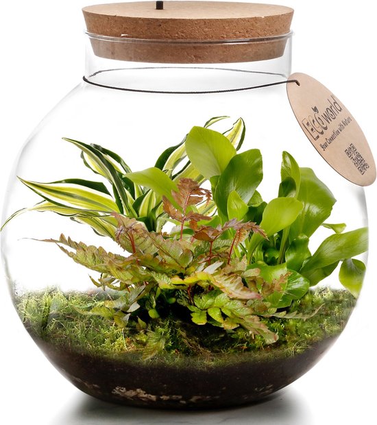 vdvelde.com - Planten in glazen pot met verlichting - Ecoworld Jungle Biodome - Compleet planten terrarium pakket - 3 Varen Planten - Bolvormig glas - Hoogte 25 cm