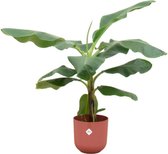 Bananenplant (Musa) inclusief elho Jazz Round rood - Potmaat 23cm - Hoogte 100cm