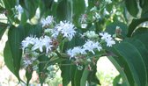 Zevenzonenboom Heptacodium miconoides 60-80 cm hoog