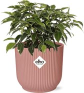 Bladrijkwinkelen - Ficus Benjamina Kinky In Elho Vibes Fold 14Cm Roze - Kamerplant