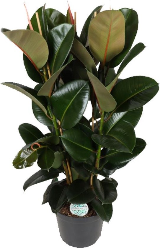 Ficus elastica 'Robusta' (70-100cm) en Baq Facets Ageless