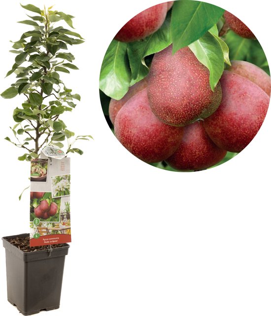 Pyrus communis Rode Zuilpeer | perenboom | Ø 18 cm