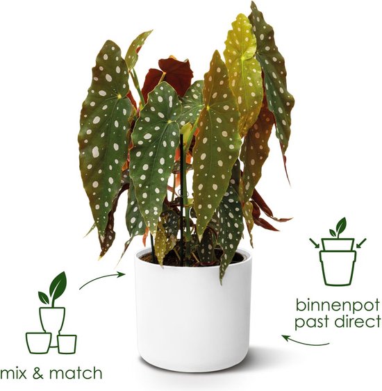 Elho B.for Soft Round 16 - Vaso Per Interni In Plastica Riciclata, Diametro 16 Cm, Altezza 15 Cm, Rosa - 2