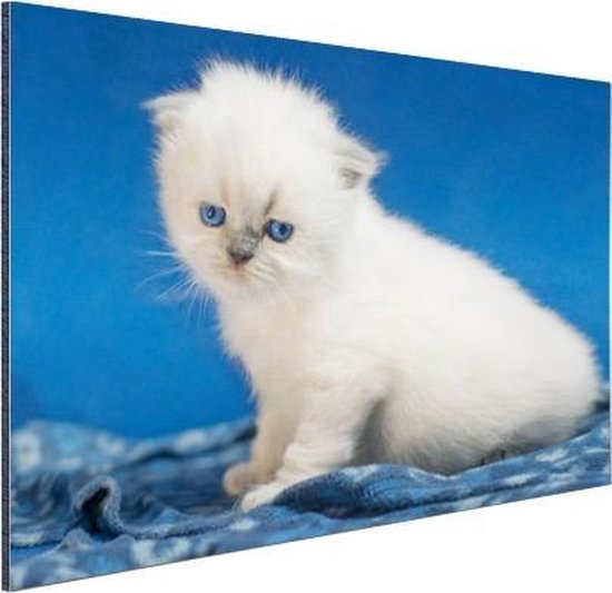 Witte kitten in blauwe ruimte Aluminium 90x60 cm - Foto print op Aluminium  (metaal... | bol.com