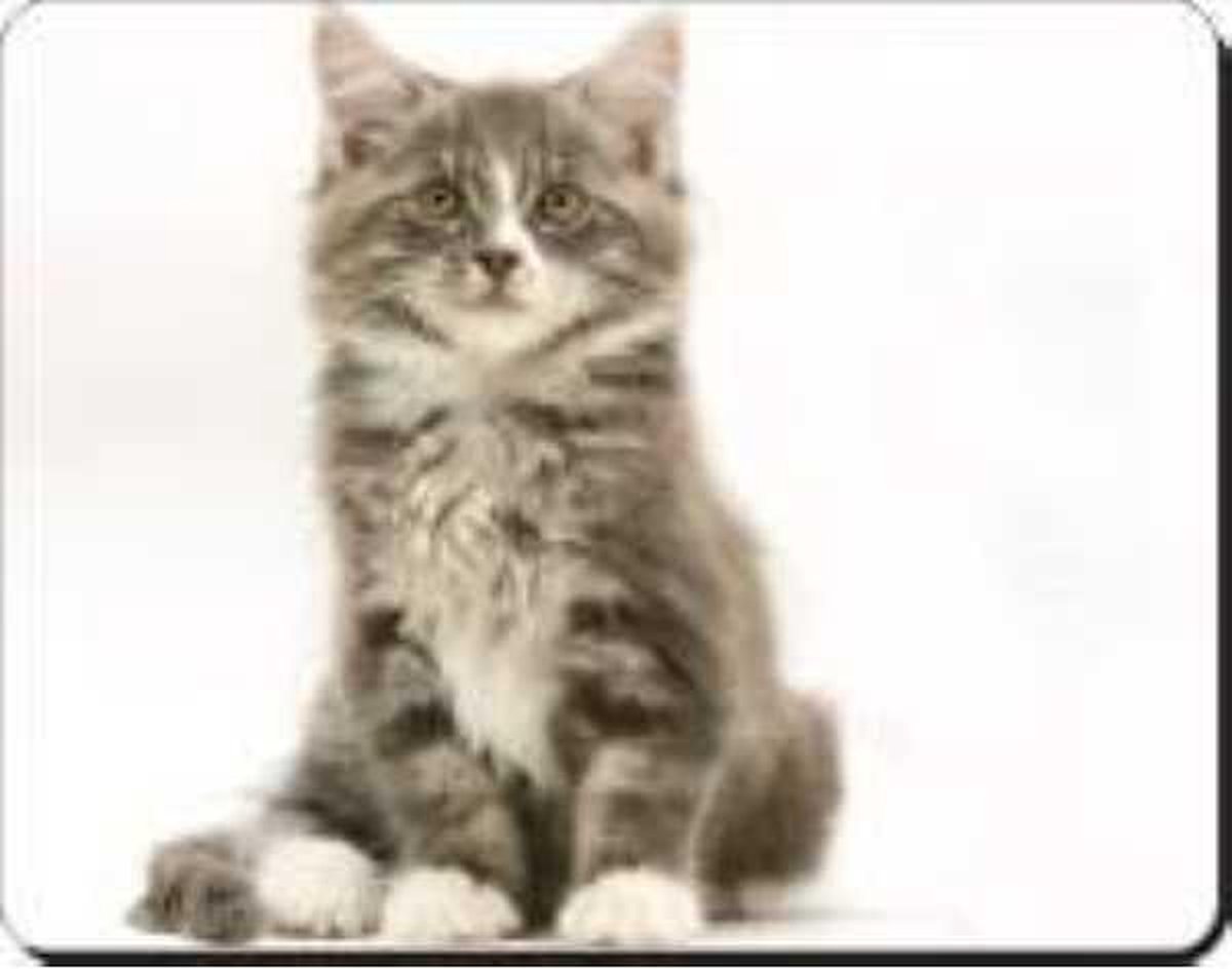 Zittende Tabby Muismat