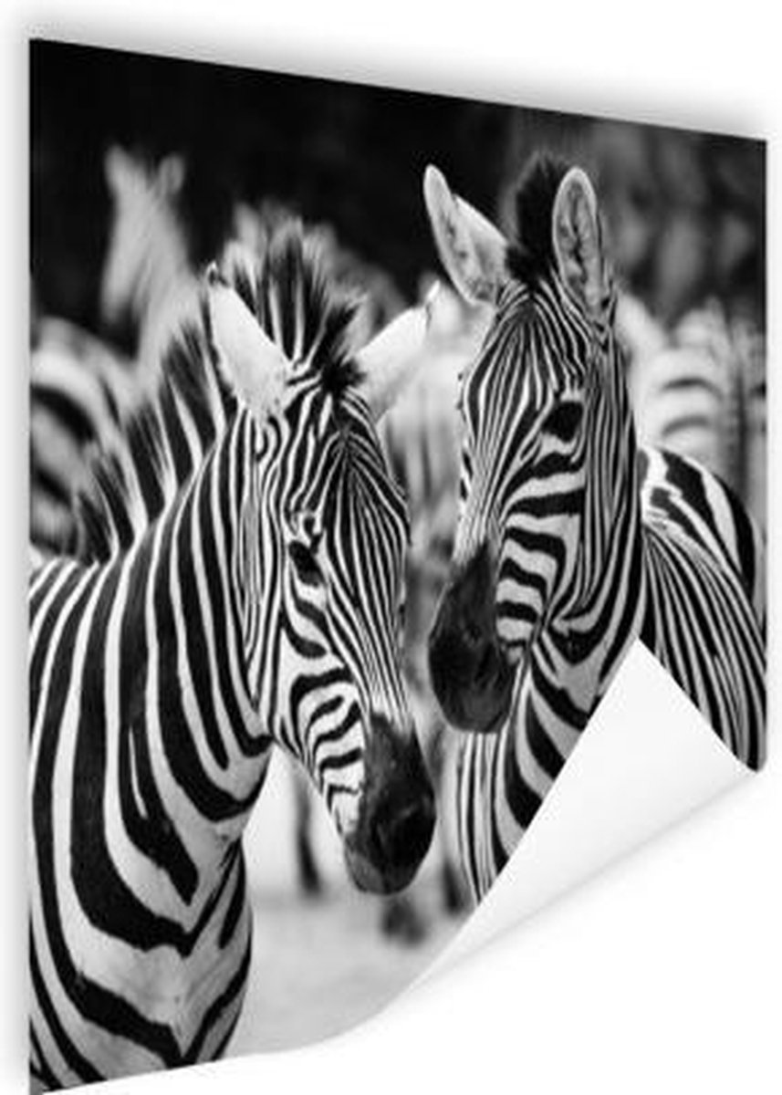 Poster Zebra zwart wit - 120x90 cm