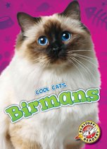 Cool Cats - Birmans