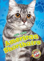 Cool Cats - American Shorthairs
