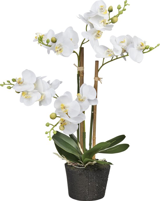 karton Laboratorium Moeras Kunstplant Orchidee / Phalaenopsis mini 3-tak wit H38cm - HTT Decorations |  bol.com