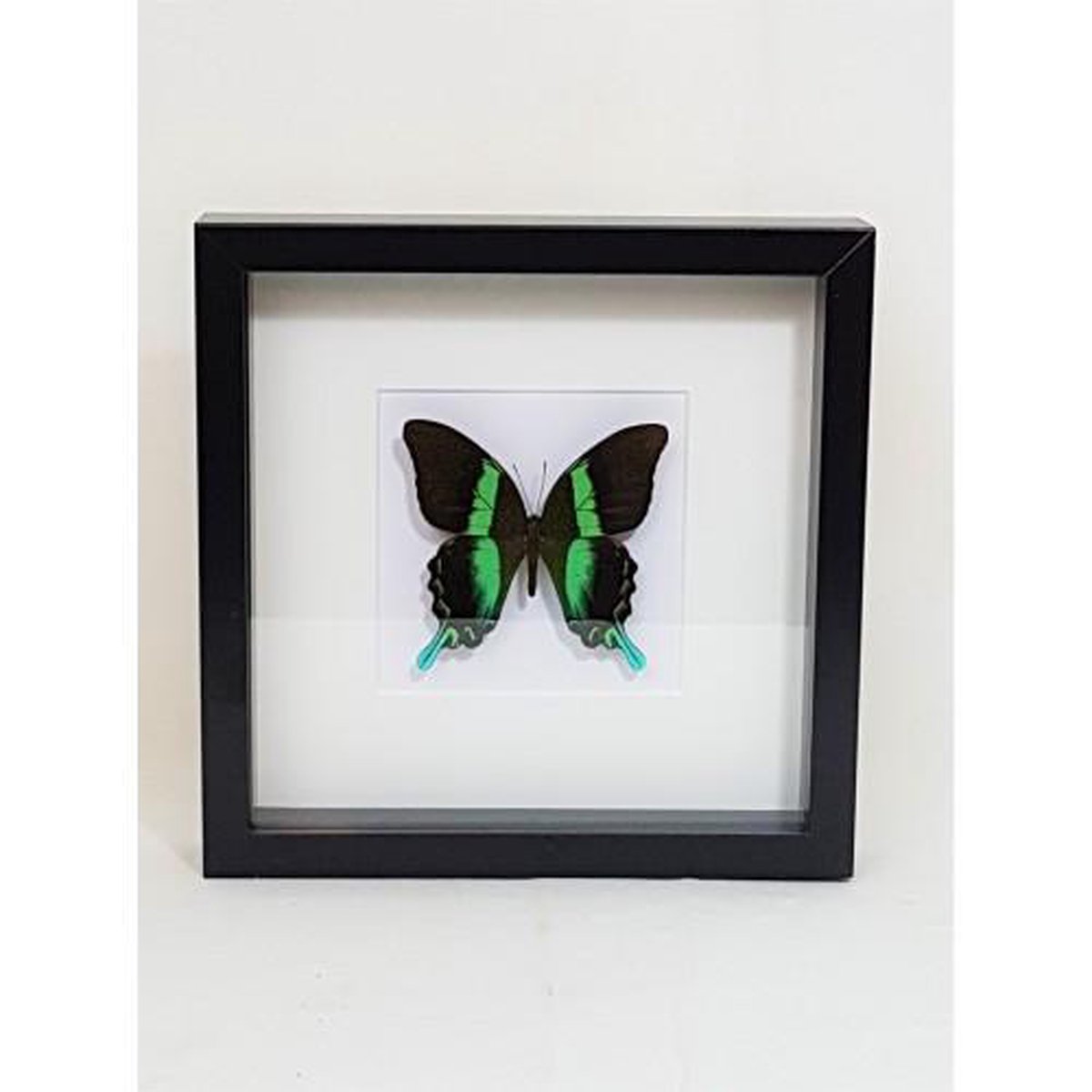 Opgezette Papilio Blumei vlinder in diepe houten lijst. incl naam en herkomstetiket