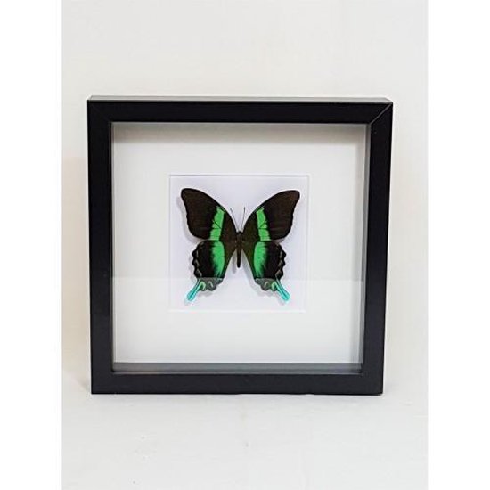Opgezette Papilio Blumei vlinder in diepe houten lijst.