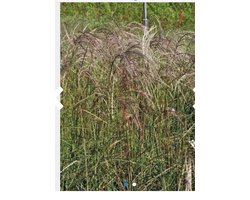 6 x Miscanthus sinensis 'Flamingo' - Praxhtriet, Reuzenriet in pot 9 x 9 cm