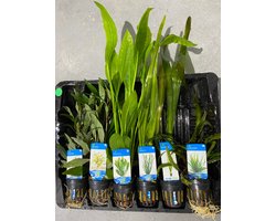 Aquariumplanten Pakket Hoog