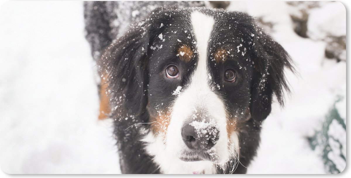 Muismat XXL 80x40 cm - Bureau onderlegger - Bureau mat Berner Sennenhond in een sneeuwlandschap - Bureaumat - Gaming mousepad xl - Bureaulegger groot - Computer deskmat