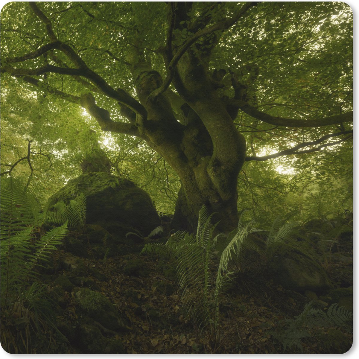 Muismat XXL 40x40 cm - Bureau onderlegger - Bureau mat Groen duister bos - Bureaumat - Gaming mousepad xl - Bureaulegger groot - Computer deskmat