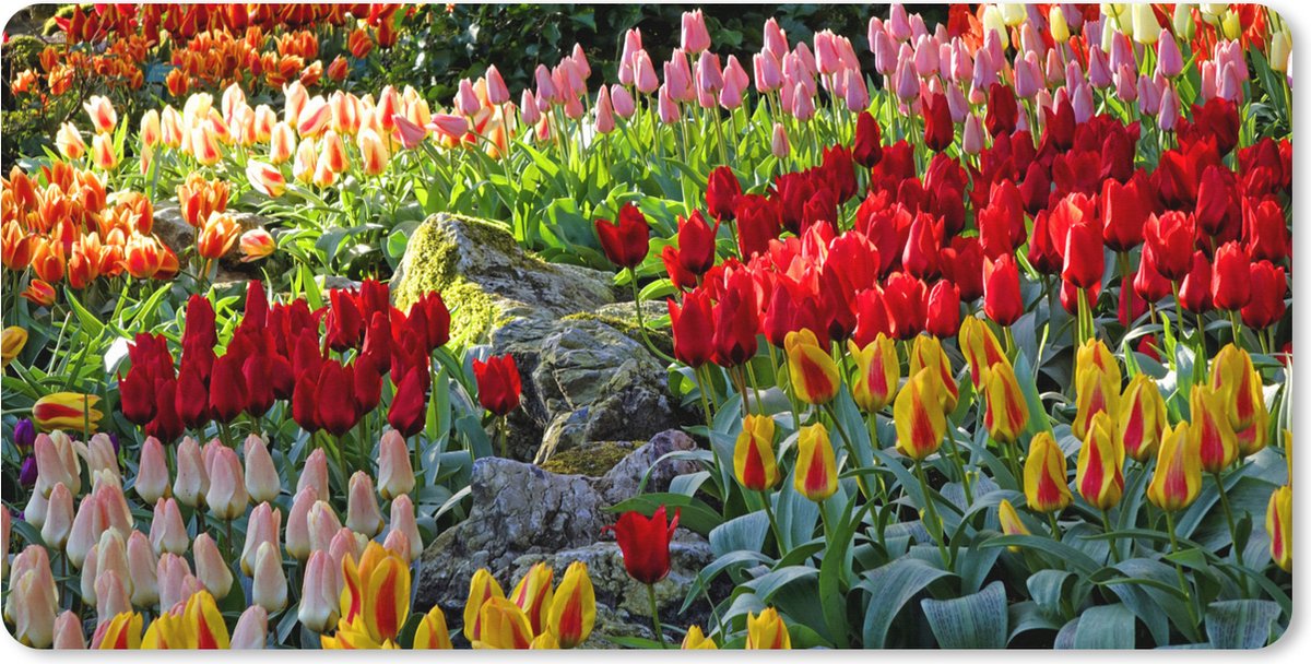 Muismat XXL 100x50 cm - Bureau onderlegger - Bureau mat Gekleurde tulpen in de Keukenhof in Nederland - Bureaumat - Gaming mousepad xl - Bureaulegger groot - Computer deskmat