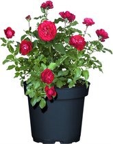 Trosroos rood - Rosa 'Rouge Meilove' - bij vriendelijk - Ø19cm ca. H30cm