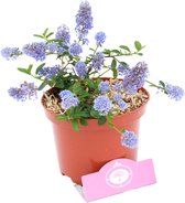 Ceanothus ‘Puget Blue’ sierheester, 2 liter pot