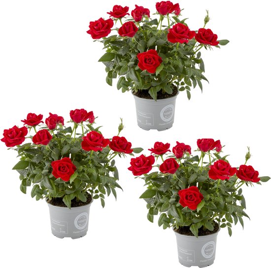 3 Pots De Roses Rouges - Rosa - Plantes D'intérieur Et Terrasse - ⌀12cm, 20- 30cm - Facile D'entretien Plantes Artificielles Interieur 3 Pots De Roses Rouges - Rosa - Plantes D'intérieur Et Terrasse - ⌀12cm, 20- 30cm - Facile D'entretien Plantes Artificielles Interieur