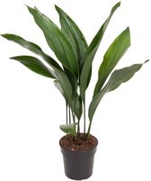Kamerplant van Botanicly – Kwartjesplant – Hoogte: 70 cm – Aspidistra elatior