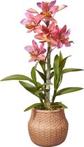 Kunstplant wilde Orchidee 2-tak roze H46cm - HTT Decorations