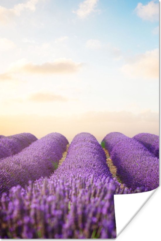 Poster Lavendel - Lucht - Wolken - Bloemen - 40x60 cm