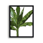 Poster Tropische bananenboom / Planten / Bladeren / 30x21cm