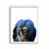 Poster Blauwe papagaai / Jungle / Safari / 80x60cm