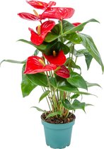 Anthurium 'Aristo' Rood - Flamingoplant - Kamerplant - Onderhoudsvriendelijke plant voor binnen - ⌀14 cm - 45-55 cm