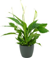 ZynesFlora - Spathiphyllum in Antracieten Sierpot - Kamerplant in pot - Ø 12 cm - Hoogte: 35 - 40 cm - Luchtzuiverend - Lepelplant