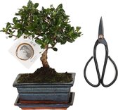 ZynesFlora - Bonsai in Keramiek met Schaar - Kamerplant in pot - Ø 15 cm - Hoogte: 25-30 cm - Kamerplant