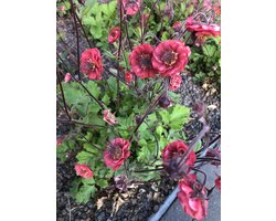6 x Geum riv. 'FLAMES OF PASSION'® - Nagelkruid - pot 9 x 9 cm