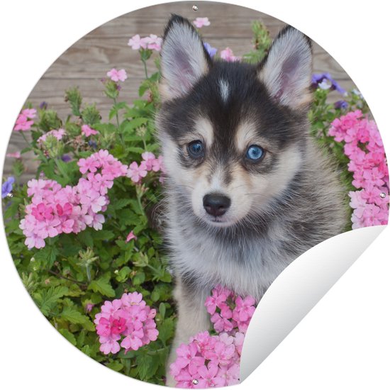 Cercle de jardin Chiot Pomsky entre fleurs - 60x60 cm - Affiche de jardin ronde - Extérieur