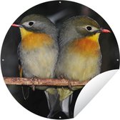 Cercle de jardin Deux rossignols japonais sur une brindille - 150x150 cm - Poster de jardin rond - Extérieur