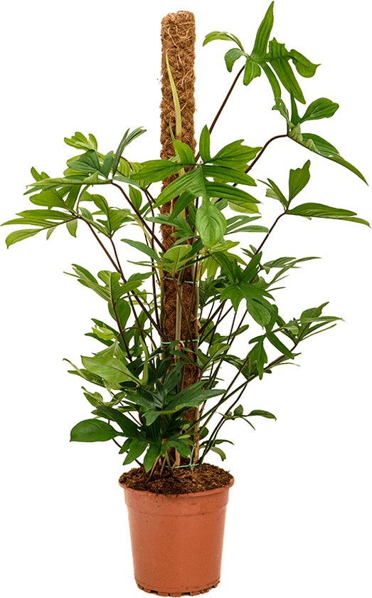 Philodendron pedatum