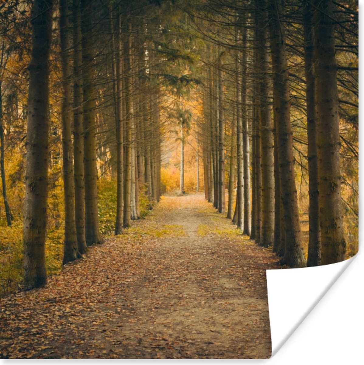 Poster Pad - Bomen - Bos - 75x75 cm