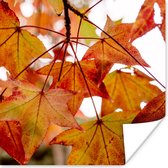 Affiche Branches d'Automne - Feuilles - Saisons - Rural - 30x30 cm