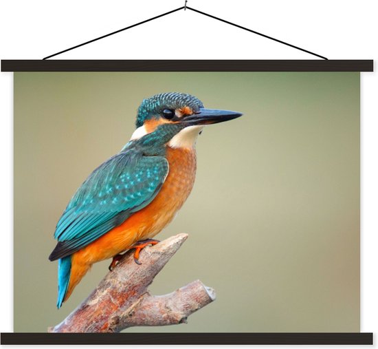 Porte-affiche avec affiche - Affiche scolaire - Vogel - Martin-pêcheur - Branche - 120x90 cm - Lattes noires